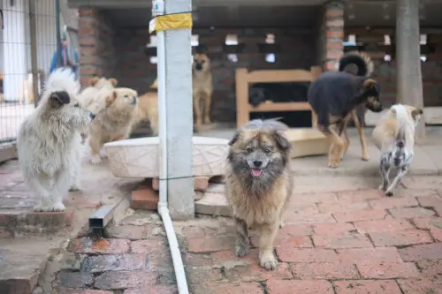 Musi di Varese 2027, 500 protagonisti per sostenere il canile